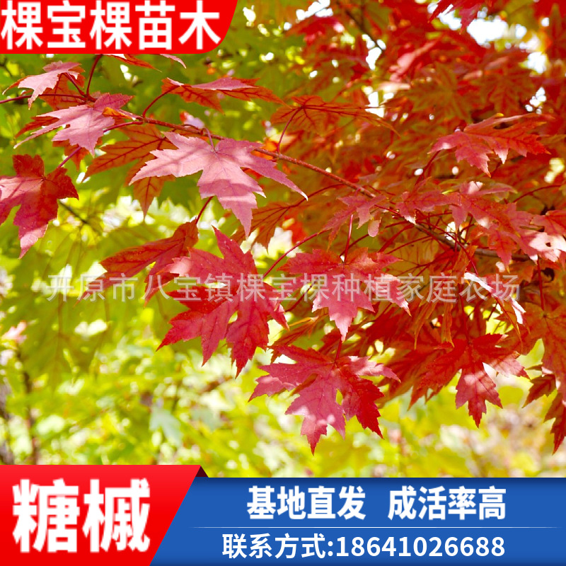 金叶糖槭树糖槭树苗小苗 基地直发批发糖槭树苗东北耐寒糖槭树
