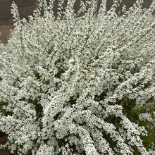 雪柳干枝 喷雪花 雪柳批发 雪柳价格 喷雪花价格  白花绣线菊