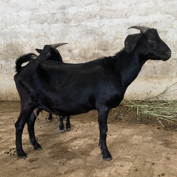 努比亚黑山羊种公羊 黑山羊小羊羔 纯种萨福克羊羔多少钱一只