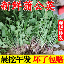 蒲公英新鲜4斤现挖包邮 山野菜苦菜婆婆丁花带根东北蘸酱菜嫩叶草