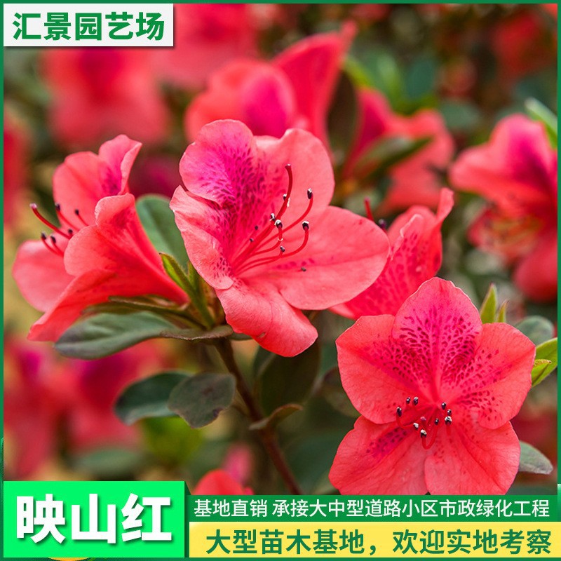 国旗红杜鹃映山红大红花耐寒耐旱生命极强基地批发零售-阿里巴巴