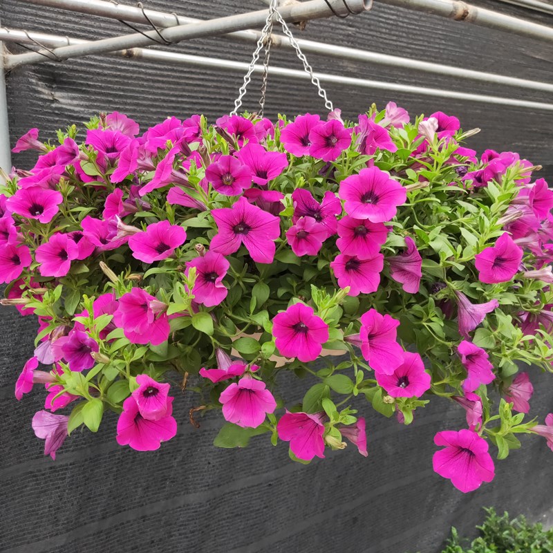 矮牵牛花盆栽带花喇叭花四季开花室内阳台植物苗垂吊好养爆盆花卉