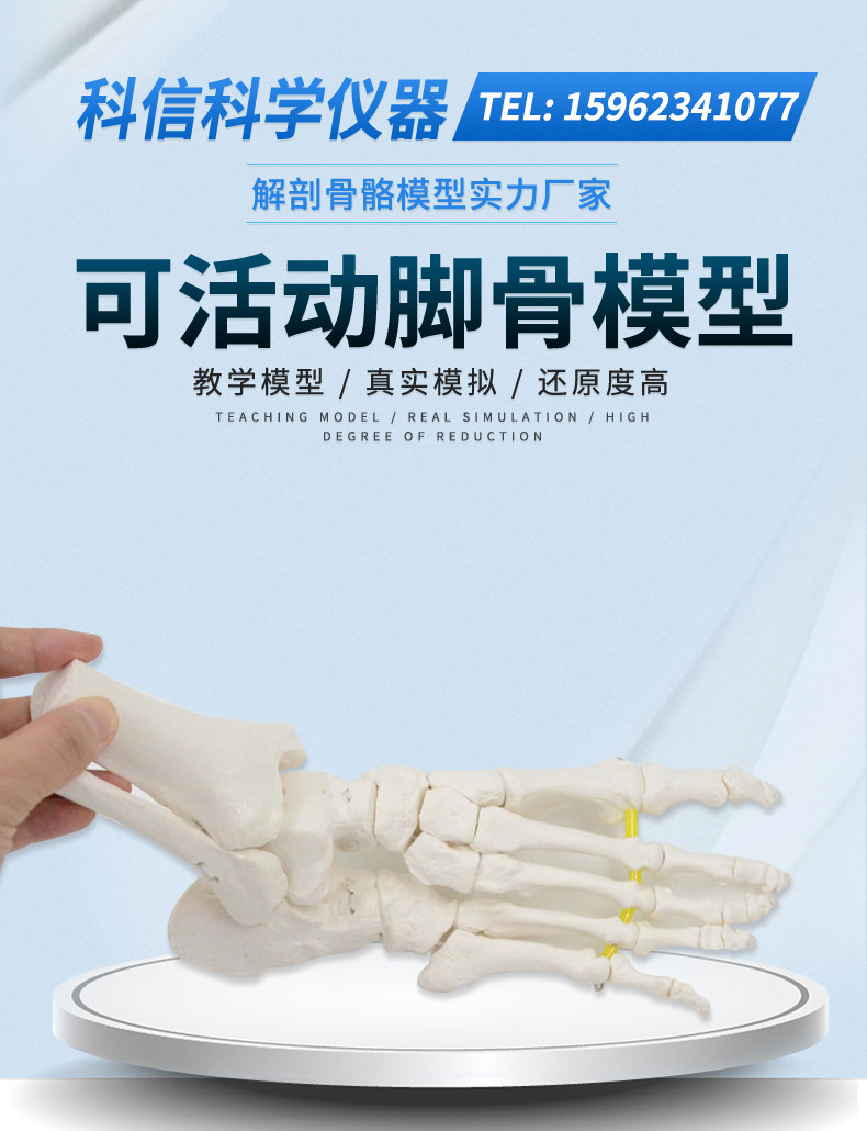 可弯曲分离脚骨模型踝关节运动康复演示教具1比1仿真骨骼教材