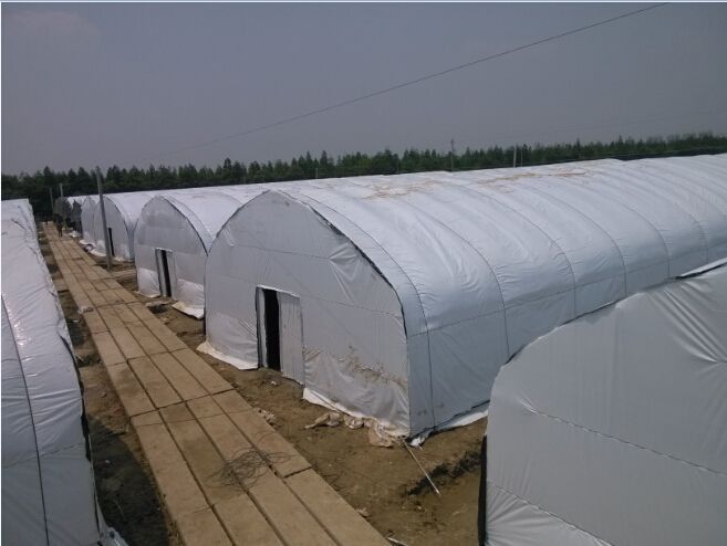 牌精品五层共挤黑白膜适用范围:食用菌 蘑菇种植, 饲养棚舍(如养鸡