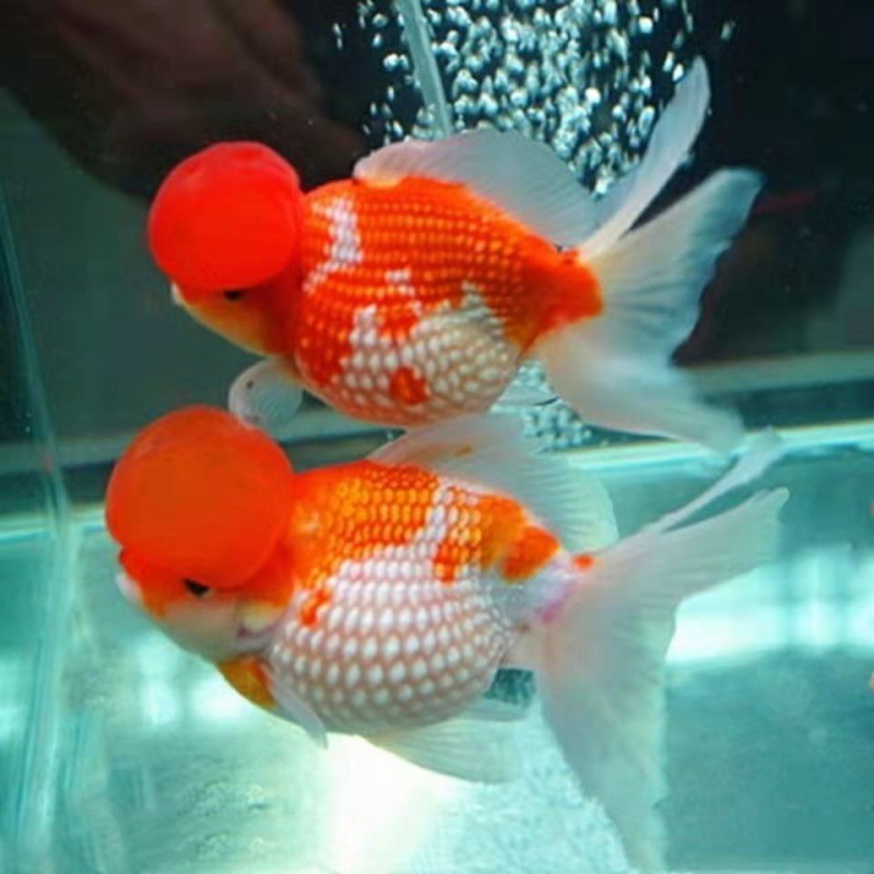 鱼观赏鱼冷水鱼皇冠珍珠五花鼠头红白黑花珍珠鱼苗好养耐活淡水鱼