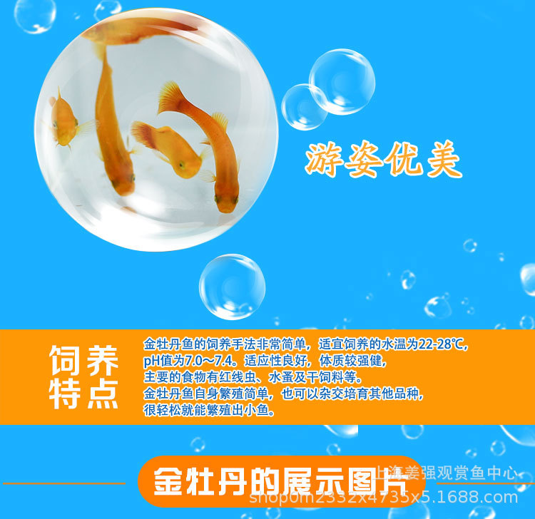 金牡丹鱼凤尾鱼胎生鱼观赏鱼热带鱼活体金牡丹鱼三色牡丹鱼草缸鱼