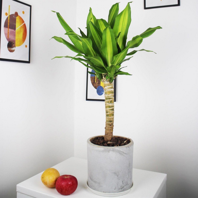 金心幸运木盆栽单独杆金边巴西铁 香龙血树老桩美人室内大型植物