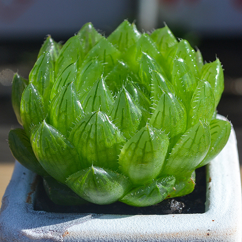 玉露精品多肉植物大颗稀有品种室内桌面办公室防辐射肉肉花卉盆栽