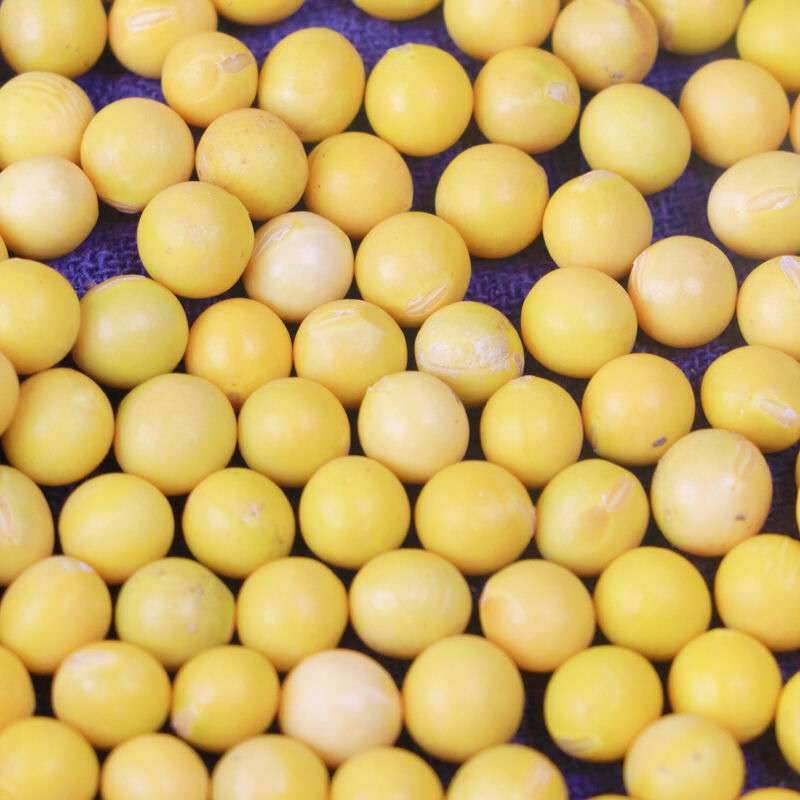 黑龙江新黄豆5斤农家自种非转笨黄豆磨豆浆生豆芽特产小粒1斤