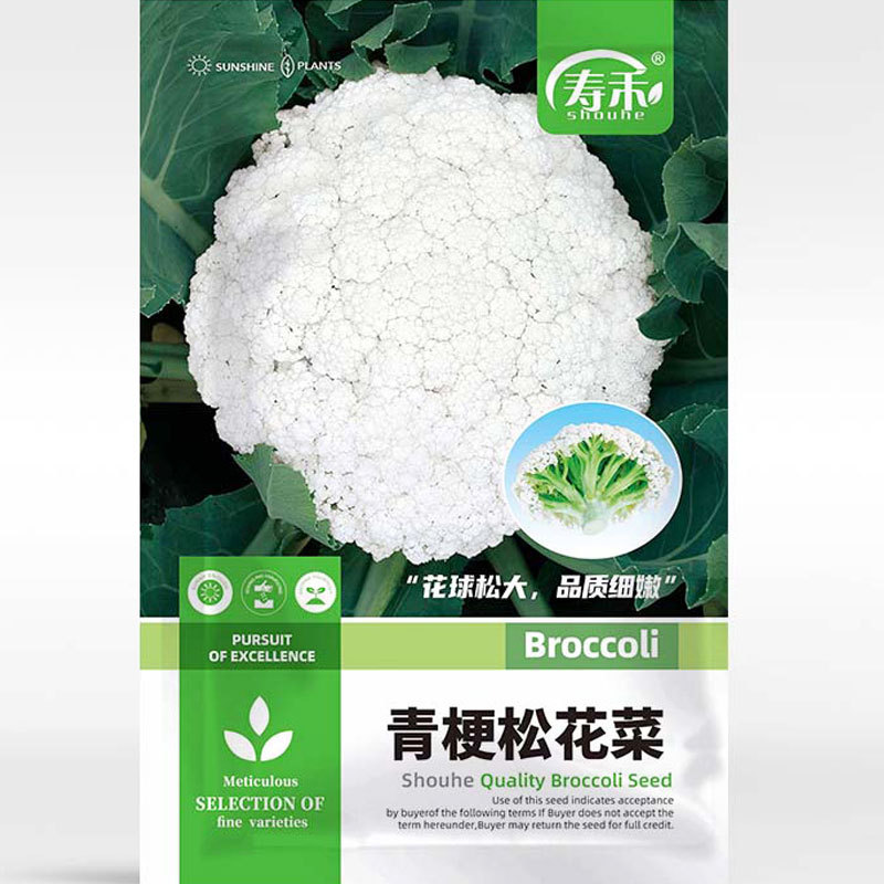 台湾青梗松花菜种子种籽花菜菜花春季秧苗孑秧菜种四季蔬菜苗籽种