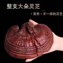 树舌平新货无硫中药材盖灵芝青芝东北干货特产长白山山脉林芝