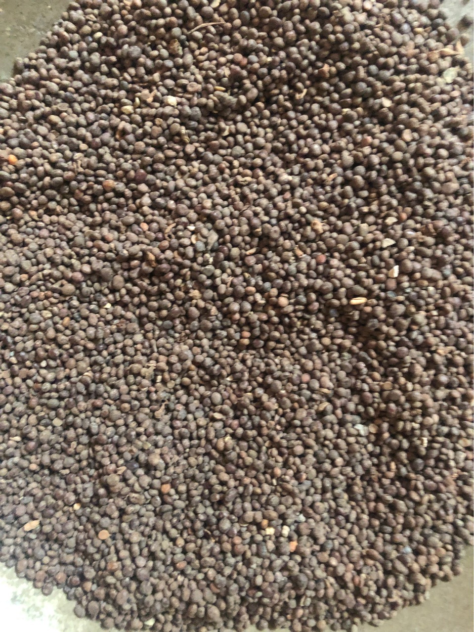 批发中药急性子 新货凤仙花子 代嚰粉