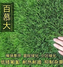 混播百慕大草籽矮生四季青狗牙根护坡高羊茅早熟禾多年生黑麦草种