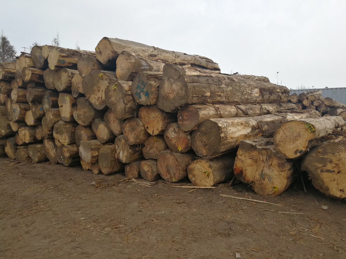 供应香柏木原木木材古建家具棺木寿材古建园林香柏黄柏实木家具材