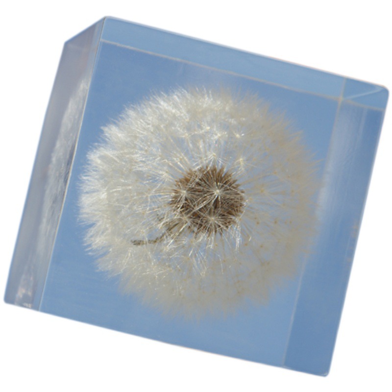蒲公英标本立方体雏菊植物真花树脂摆件水晶滴胶成品花镇纸
