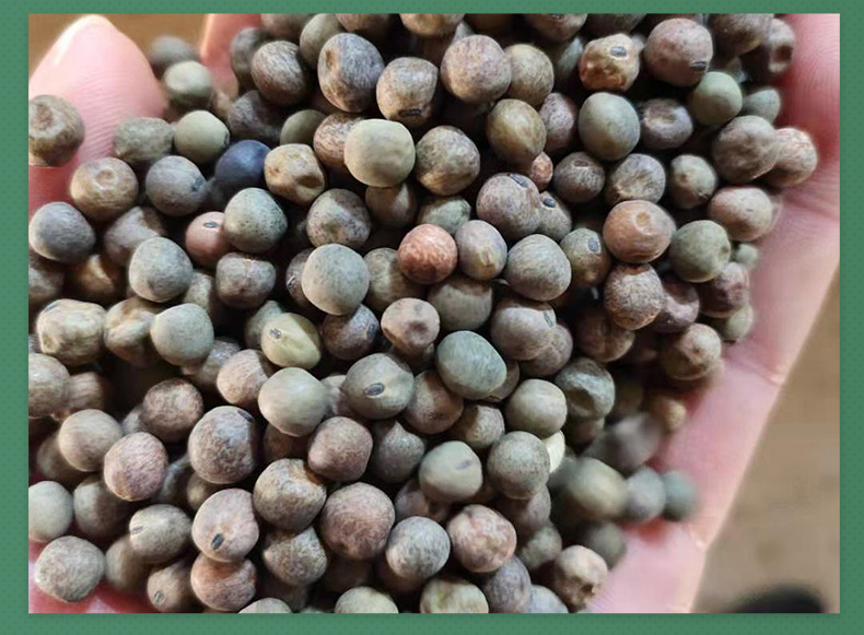 基地供应小粒麻豌豆 小灰豆 灰豌豆 黑豌豆 鸽粮 鸟料 鸟粮小麻豆