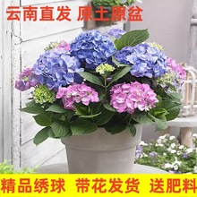 绣球花盆栽带花发货四季无尽夏花苗八仙绣球阳台花卉绿植庭