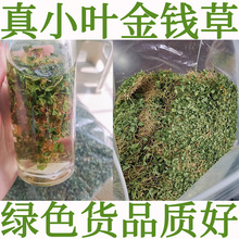 金钱草野生四川小叶金钱草野生500克包邮野生小叶金钱草马蹄金茶