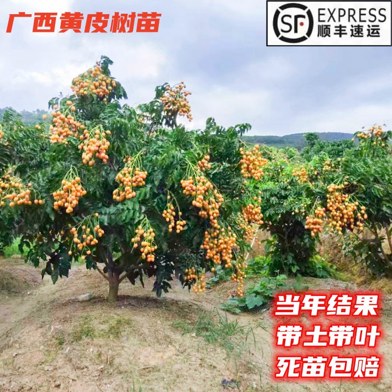 广西嫁接无核鸡心黄皮树苗大果贵妃黄皮苗树带泥叶盆地栽南方种植