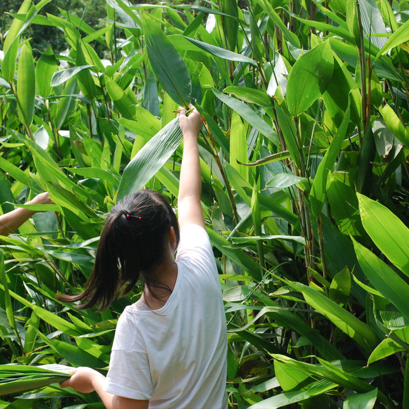 粽子叶新鲜粽叶贵州野生大粽叶子真空装箸叶包棕子的粽粑叶子