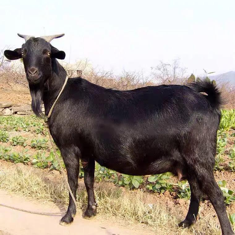 海南东山羊新鲜带皮羊肉羊排羊腿生鲜散养黑山羊烧烤火锅食材