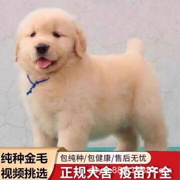出售纯种金毛犬幼犬活体双血统金毛幼崽中型犬拉布拉多幼犬宠物狗