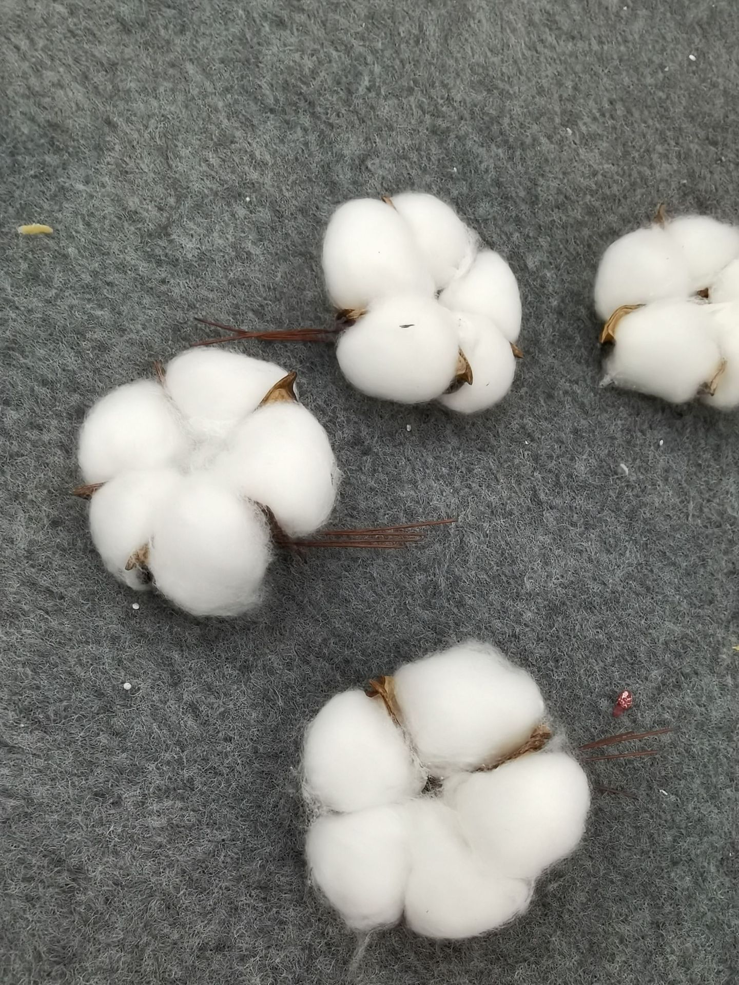 新疆五瓣棉花头 精品棉花棉花花束 厂家供应棉花干花 diy棉花