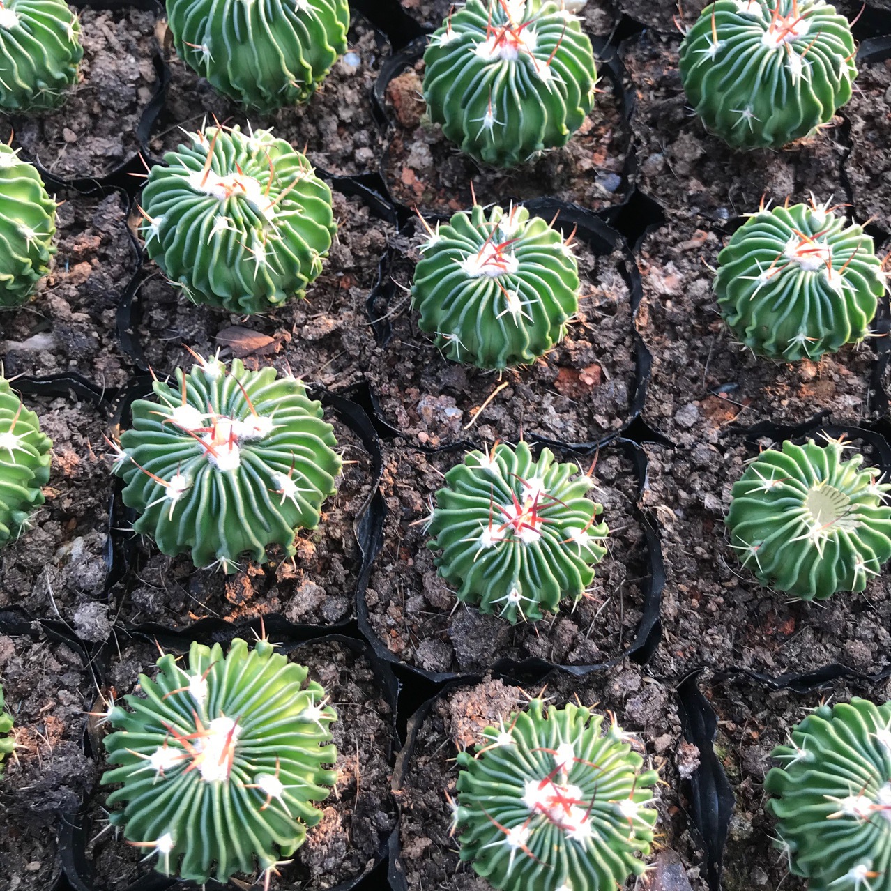 仙人球盆栽牡丹仙人掌实生仙人球多棱玉多肉植物小球盆栽