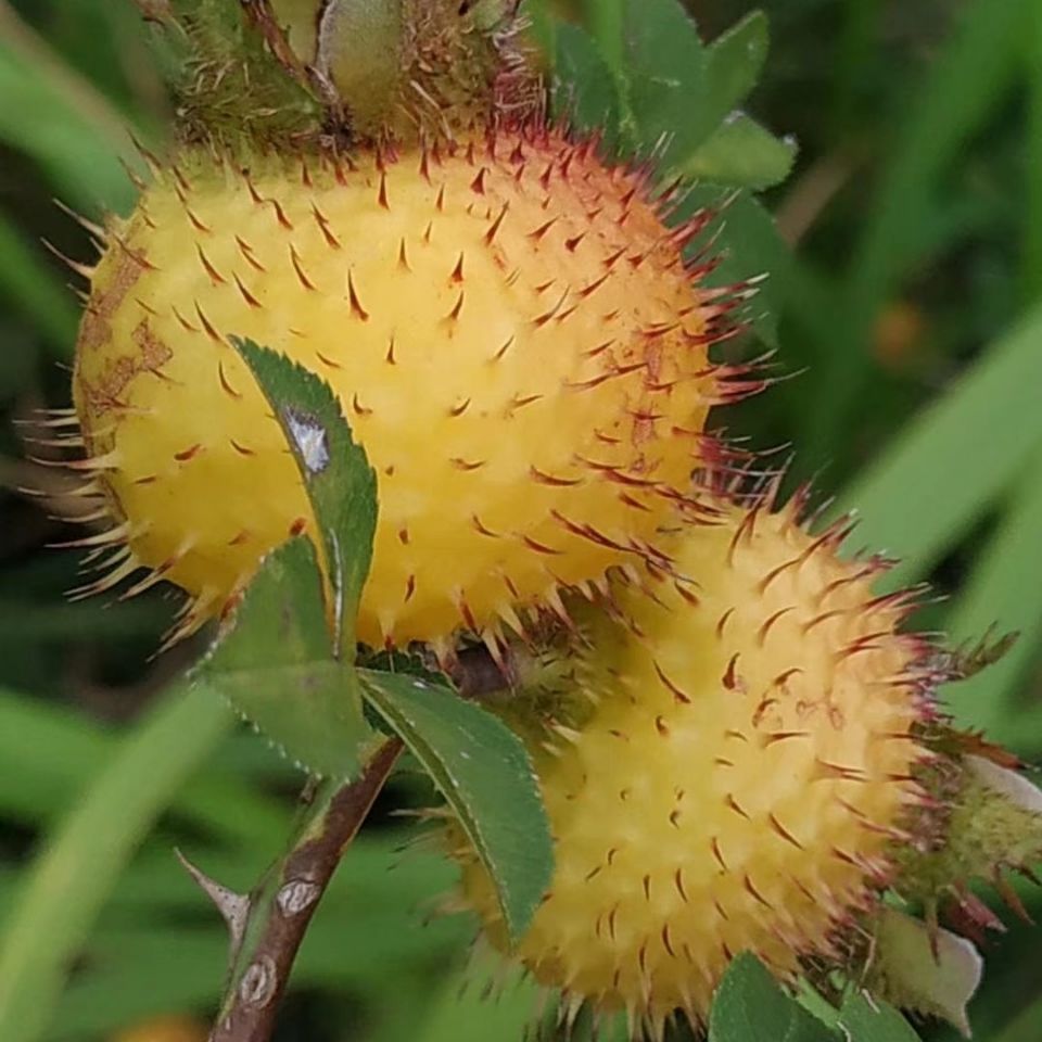68成交0件批发中药材刺梨别名送春归 茨梨木梨子