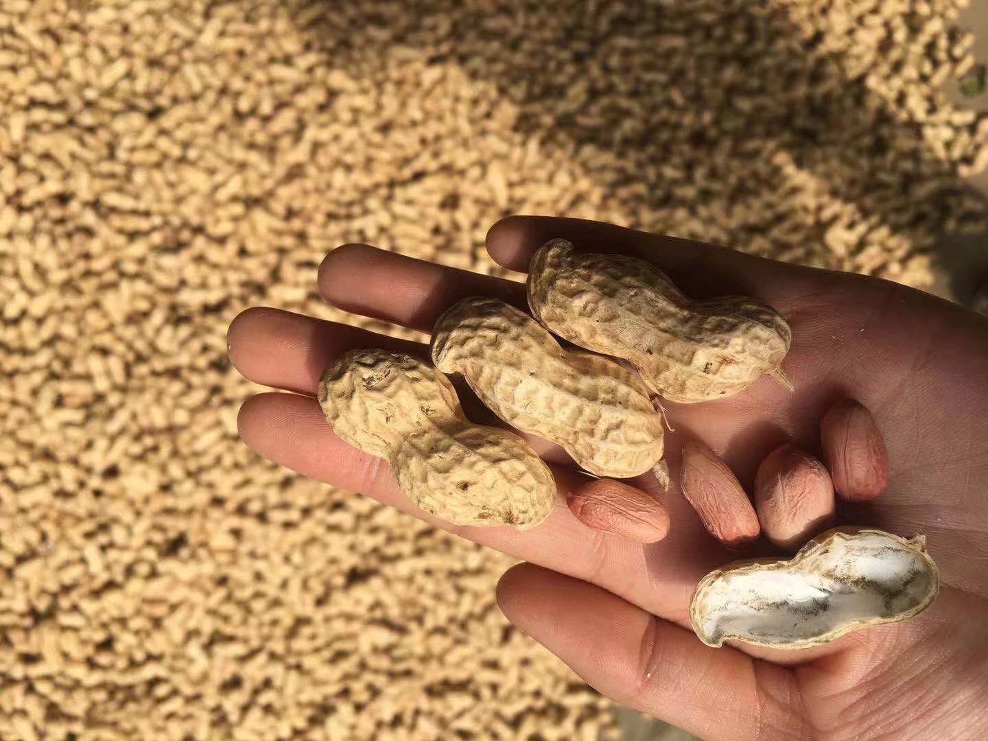 21年新产花育25花生种子(9616)花生芽种子水培花生芽种子米