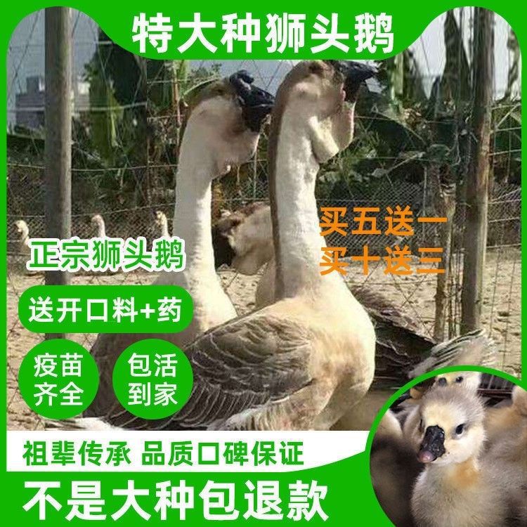 潮汕狮头鹅苗小鹅活体正宗汕头纯种狮头鹅活特大品种鹅崽幼产蛋鹅