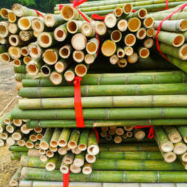 产地批发供应优质树木支撑竹竿 菜架竹 农用竹竿 苦竹