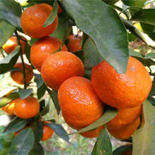 正宗广西砂糖橘纯甜新鲜金秋沙糖桔小橘子10斤当季水果一整箱包邮