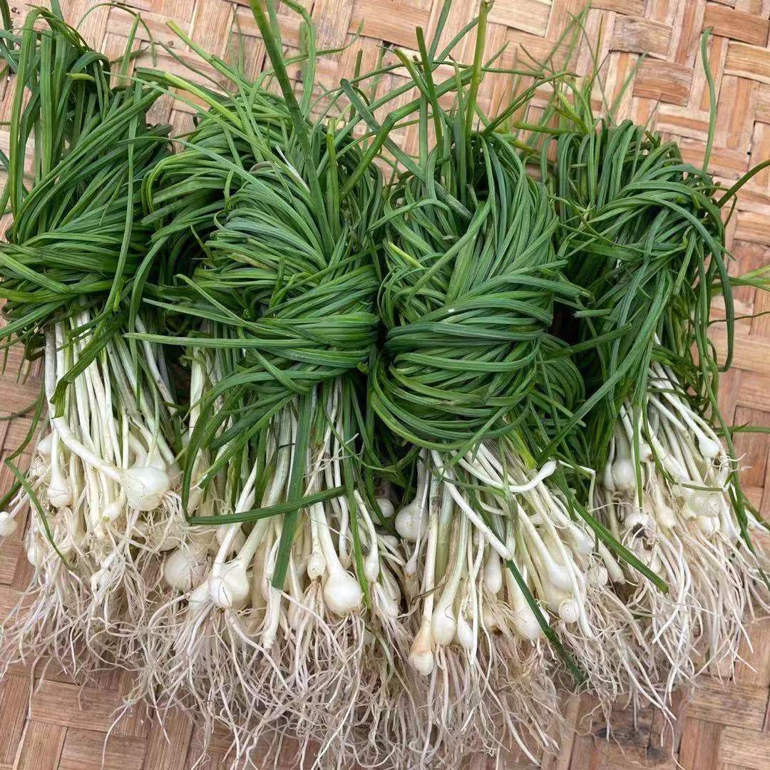 贵州新鲜土特产现挖野葱野菜野蒜苦蒜小根蒜香葱现挖现发500g包邮