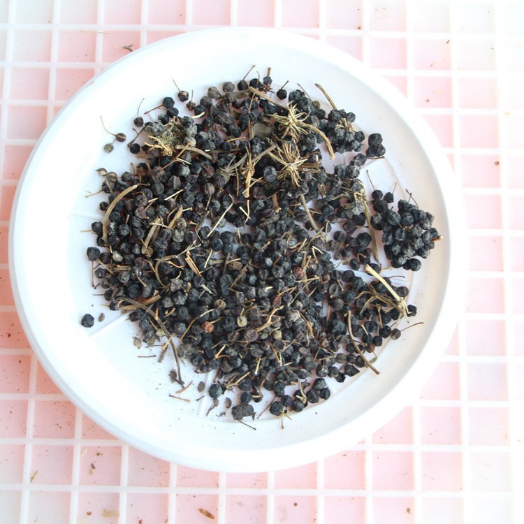 基地直销 供应八角金盘种子 林木种子八角金盘籽基地发货