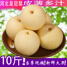 河北皇冠梨整箱包邮新鲜梨子水果脆甜多汁当季白梨子5斤雪梨