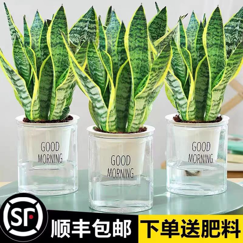 虎皮兰绿植办公室内好养多肉植物金边虎尾兰花卉客厅水培懒人盆栽