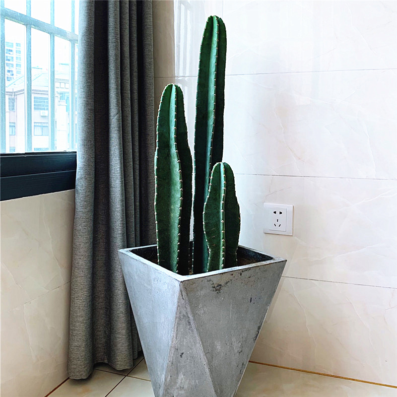量天尺植物盆栽包邮仙人柱超大型无刺清仓ins北欧风客厅绿植花卉