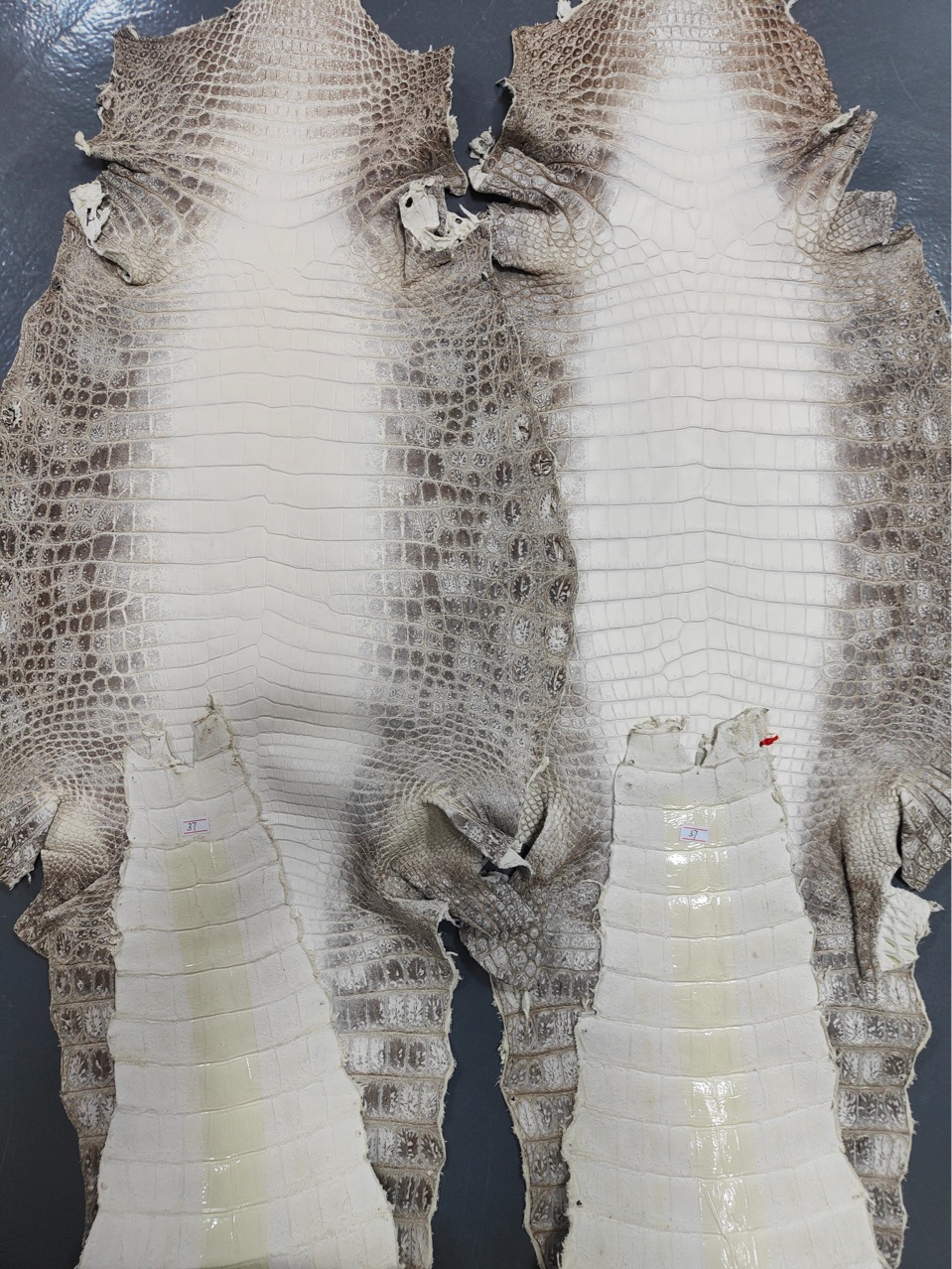 喜马拉雅鳄鱼皮尼罗鳄高端喜马拉雅白双色鳄鱼皮整皮皮料批发