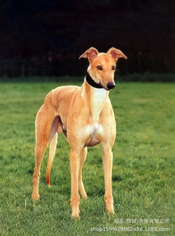 厂家直供山东细狗犬猎兔犬 纯种小灵缇细狗幼崽 抓兔犬猎犬