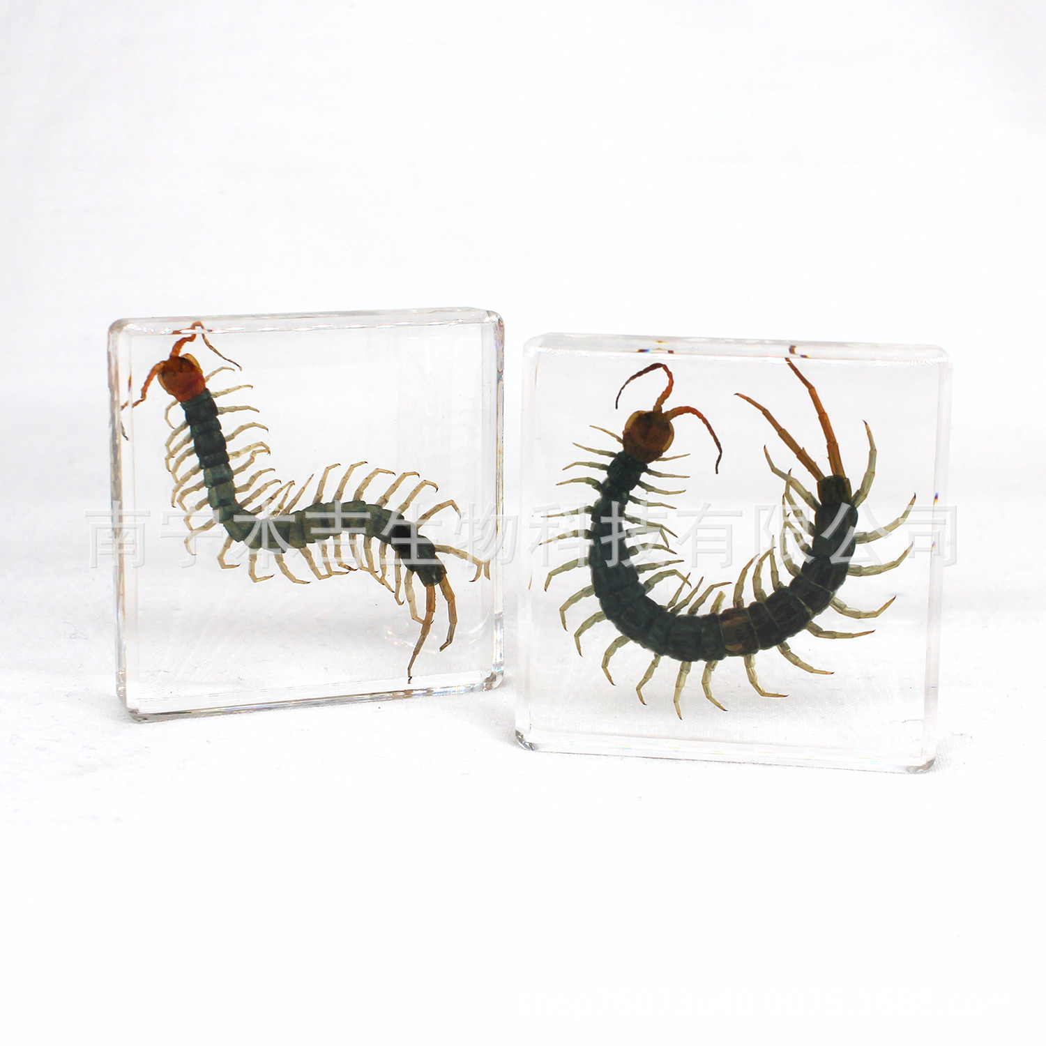 48蜈蚣真实昆虫高透树脂标本书镇中小学教学琥珀教学用具