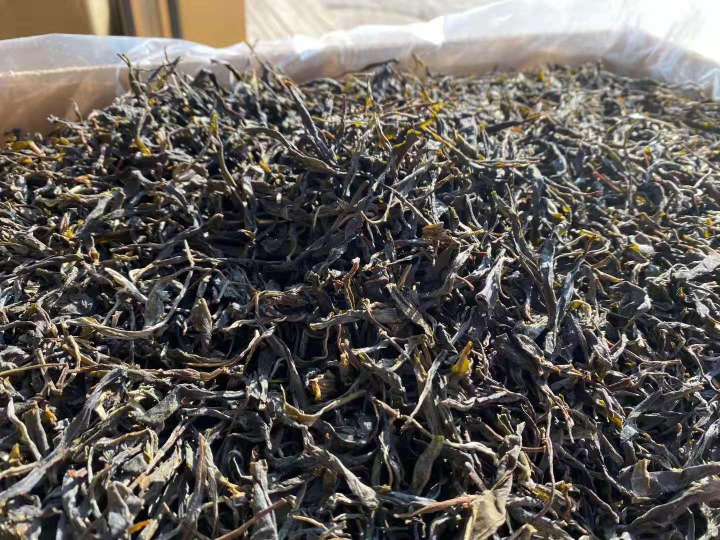 2021年易武头春小树 云南普洱茶生茶易武头春散料500克