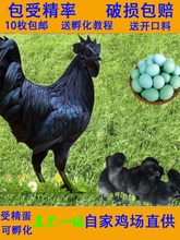 五黑一绿受精蛋可孵化小鸡散养鸡蛋乌骨鸡土柴黑羽绿壳种蛋
