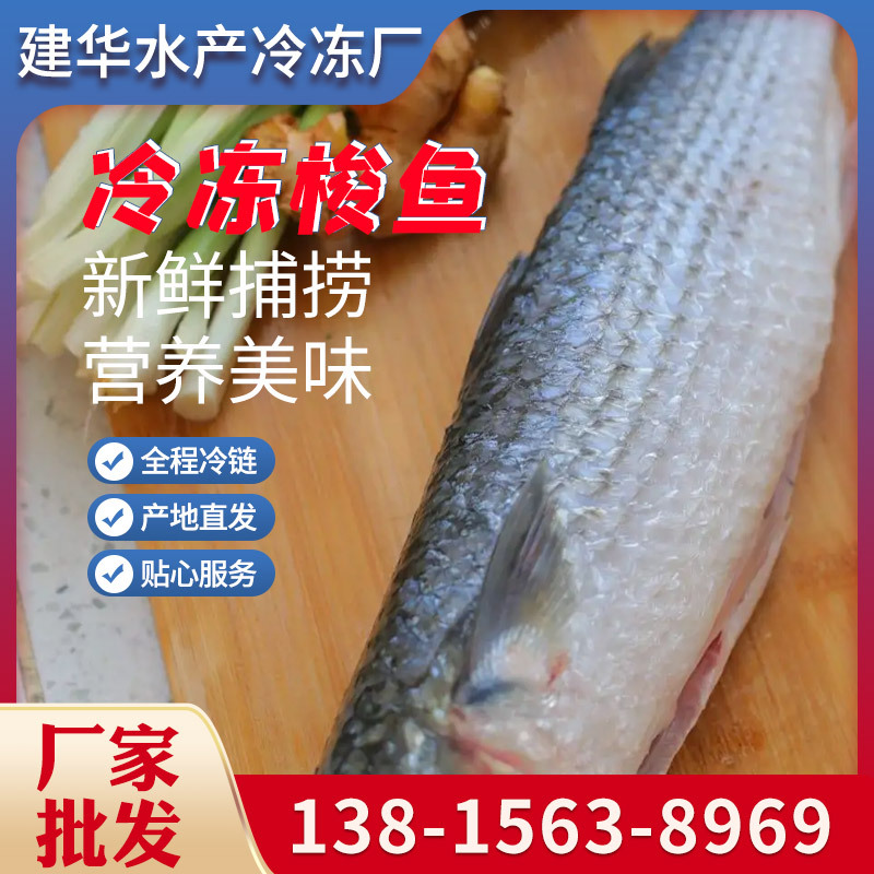 厂家批发新鲜海捕梭鱼 活冻梭鱼 深海小鱼 500-700g包装 10斤起批