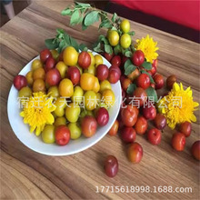 钙果苗新品钙果树小苗中华农大钙果当年结果南北方种植 欧李试种