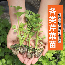 四季芹菜种子苗小香芹种籽春季夏秋季阳台农家食用蔬菜种孑秧苗