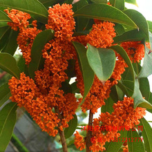 桂花树苗盆栽庭院矮株金桂八月四季地栽浓香型花卉绿植物大桂