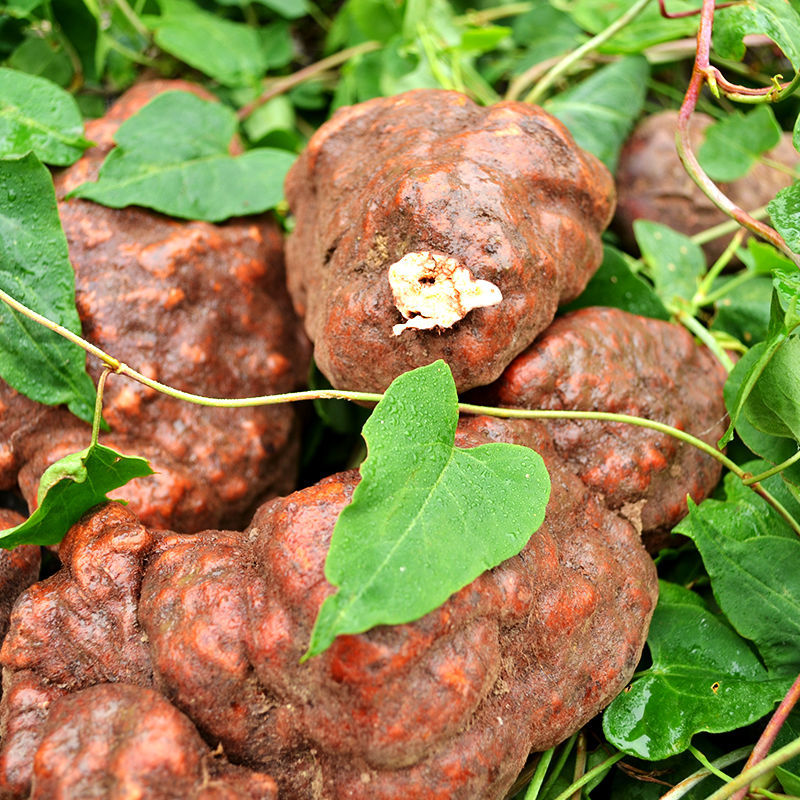 贵州正宗纯野生何首乌新鲜货黑皮红皮泡酒泡茶洗头白发转黑滋补
