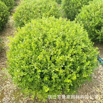 小叶黄杨球瓜子黄杨庭院绿篱植物绿化工程四季常青耐阴常绿灌木球