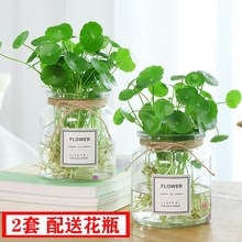 透明水培塑料花瓶绿萝水生植物植物容器适于室内桌面摆放花盆